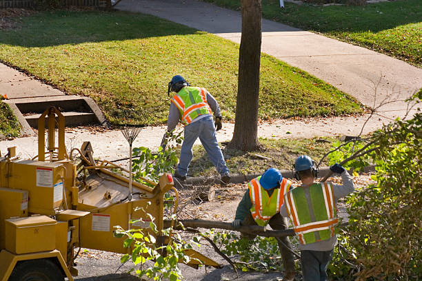 How Our Tree Care Process Works  in Sutter Creek, CA